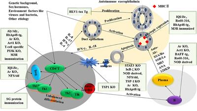 Recent Advances in Mouse Models of Sjögren's Syndrome